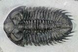 Coltraneia Trilobite Fossil - Huge Faceted Eyes #165847-1